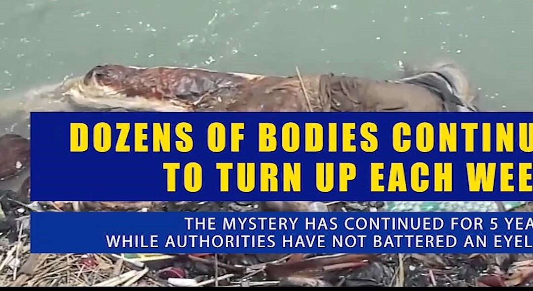 Unidentified/ Murdered Dead Bodies Continue to Surface in Bhakra Canal – High Court Issues Notice…